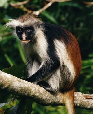 Jozan Forest